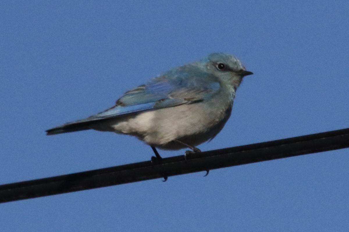 Mountain Bluebird - ML611175351