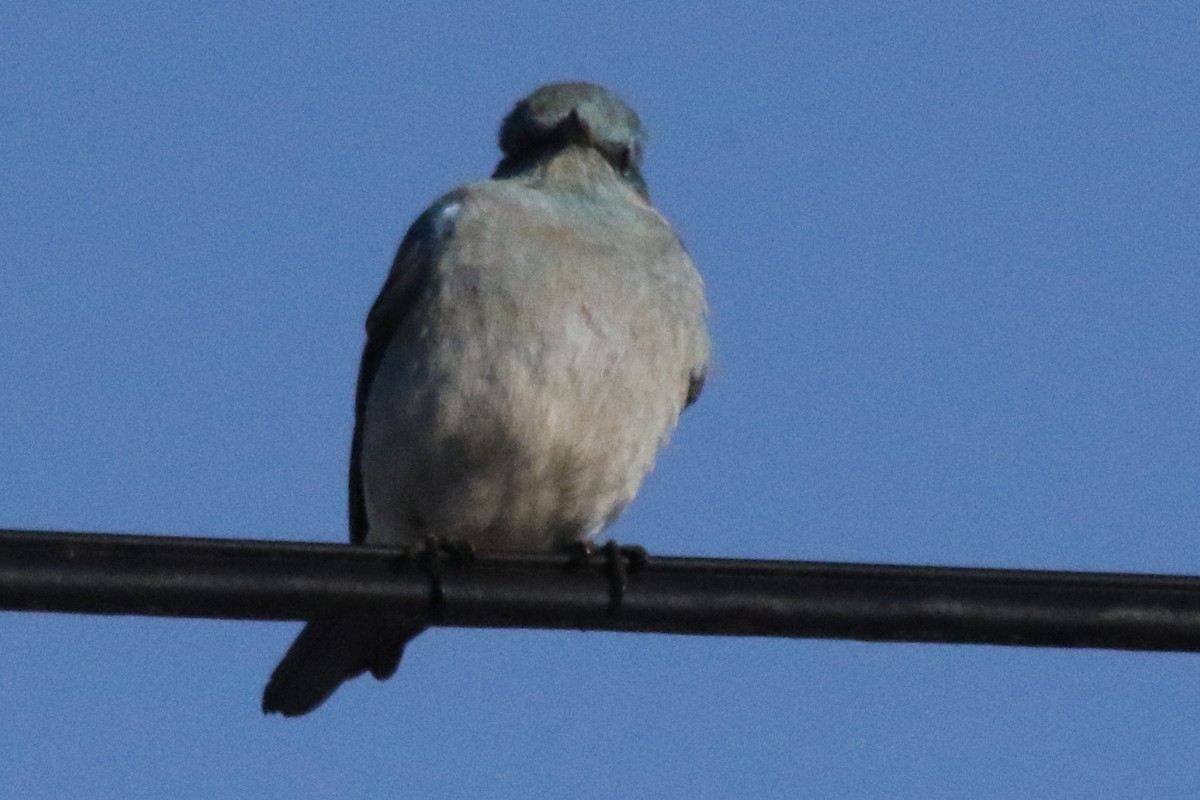 Mountain Bluebird - ML611175352