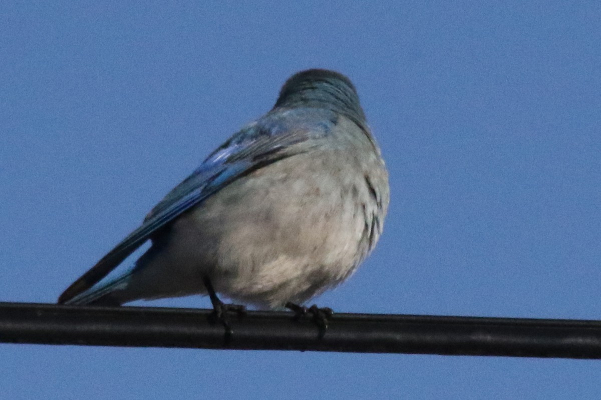 Mountain Bluebird - ML611175353