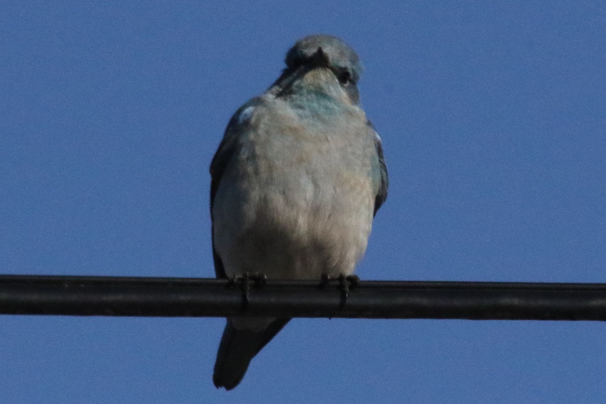 Mountain Bluebird - ML611175354