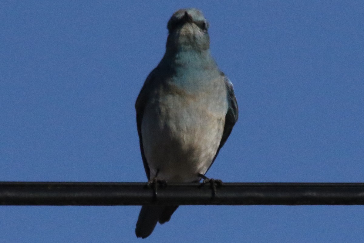 Mountain Bluebird - ML611175355