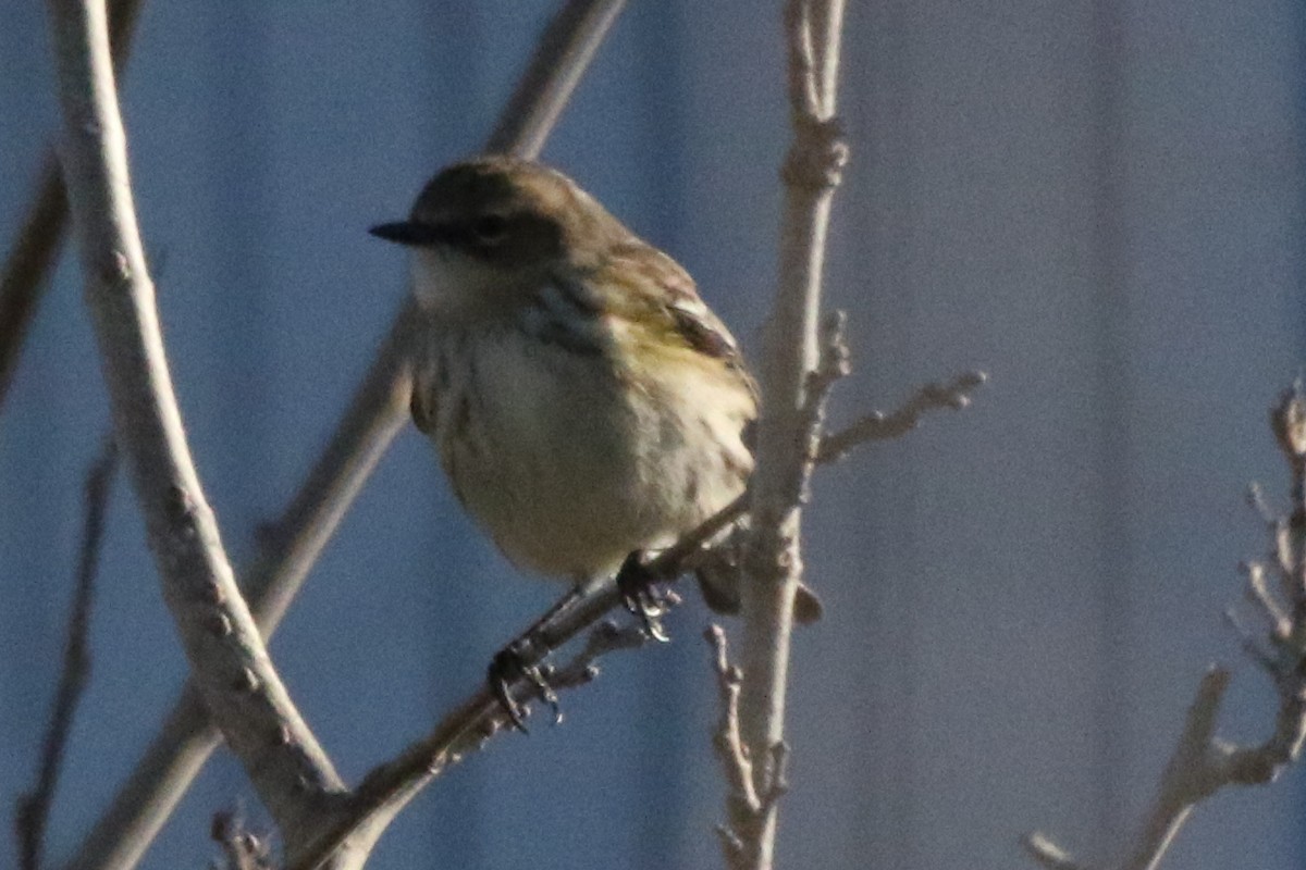 Пісняр-лісовик жовтогузий (підвид coronata) - ML611175376