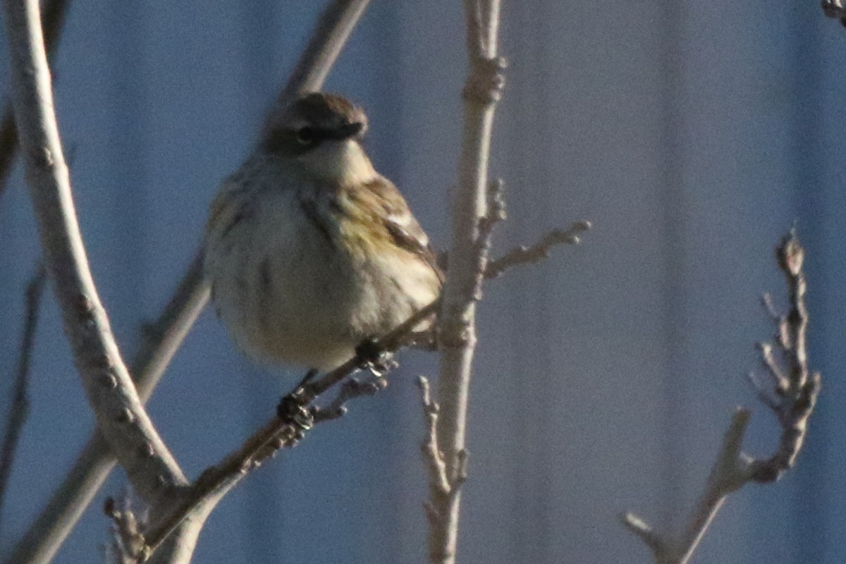 Пісняр-лісовик жовтогузий (підвид coronata) - ML611175377