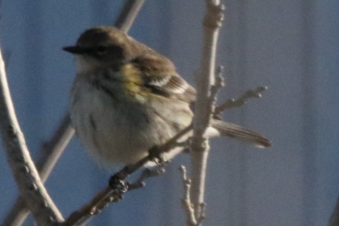 Yellow-rumped Warbler (Myrtle) - ML611175378