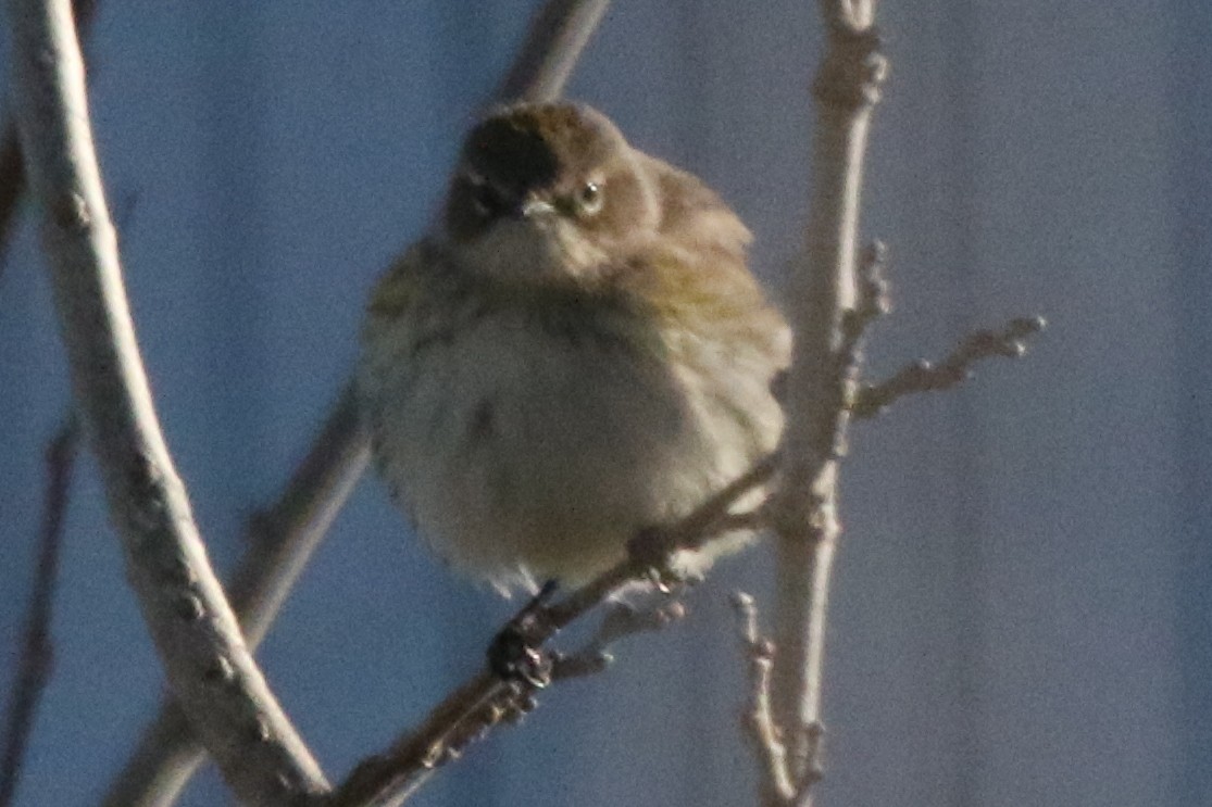 Пісняр-лісовик жовтогузий (підвид coronata) - ML611175379