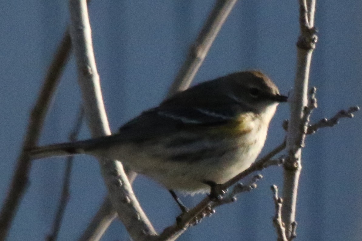 Пісняр-лісовик жовтогузий (підвид coronata) - ML611175380