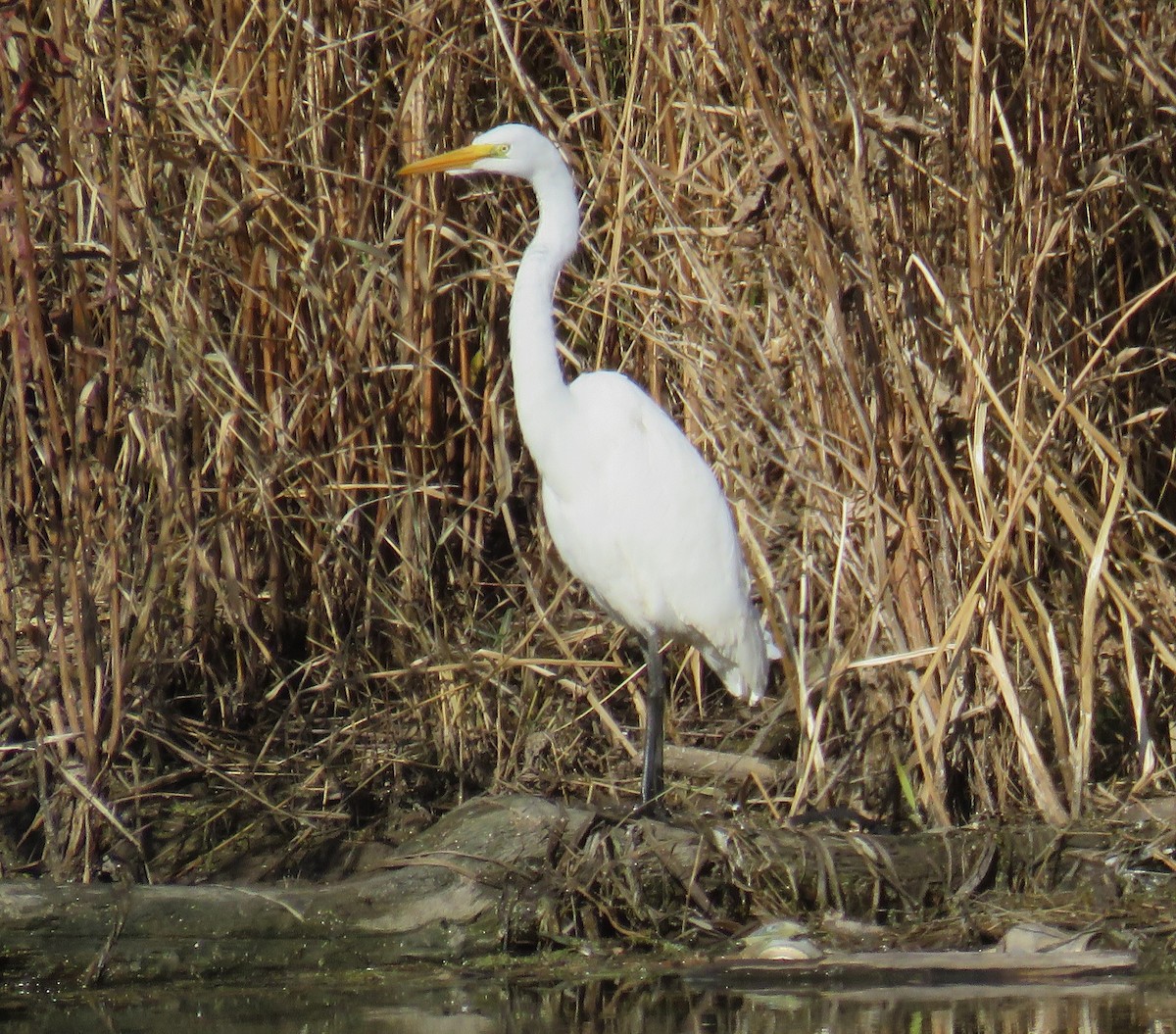 Great Egret - Bob Pape