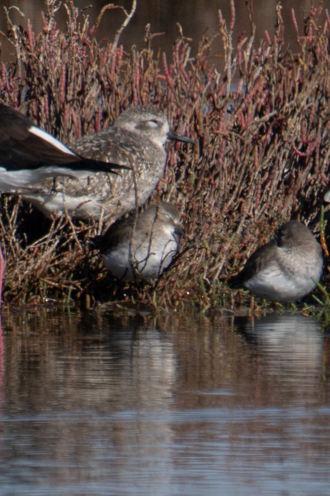 Black-bellied Plover - ML611175393