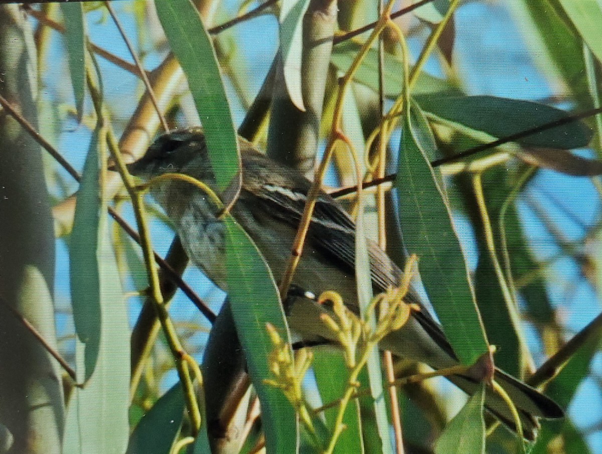 Yellow-rumped Warbler - ML611175406