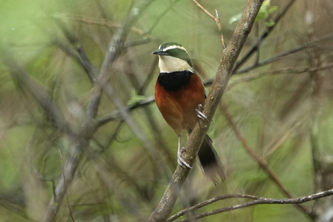 Weißflügel-Bandvogel - ML611175452