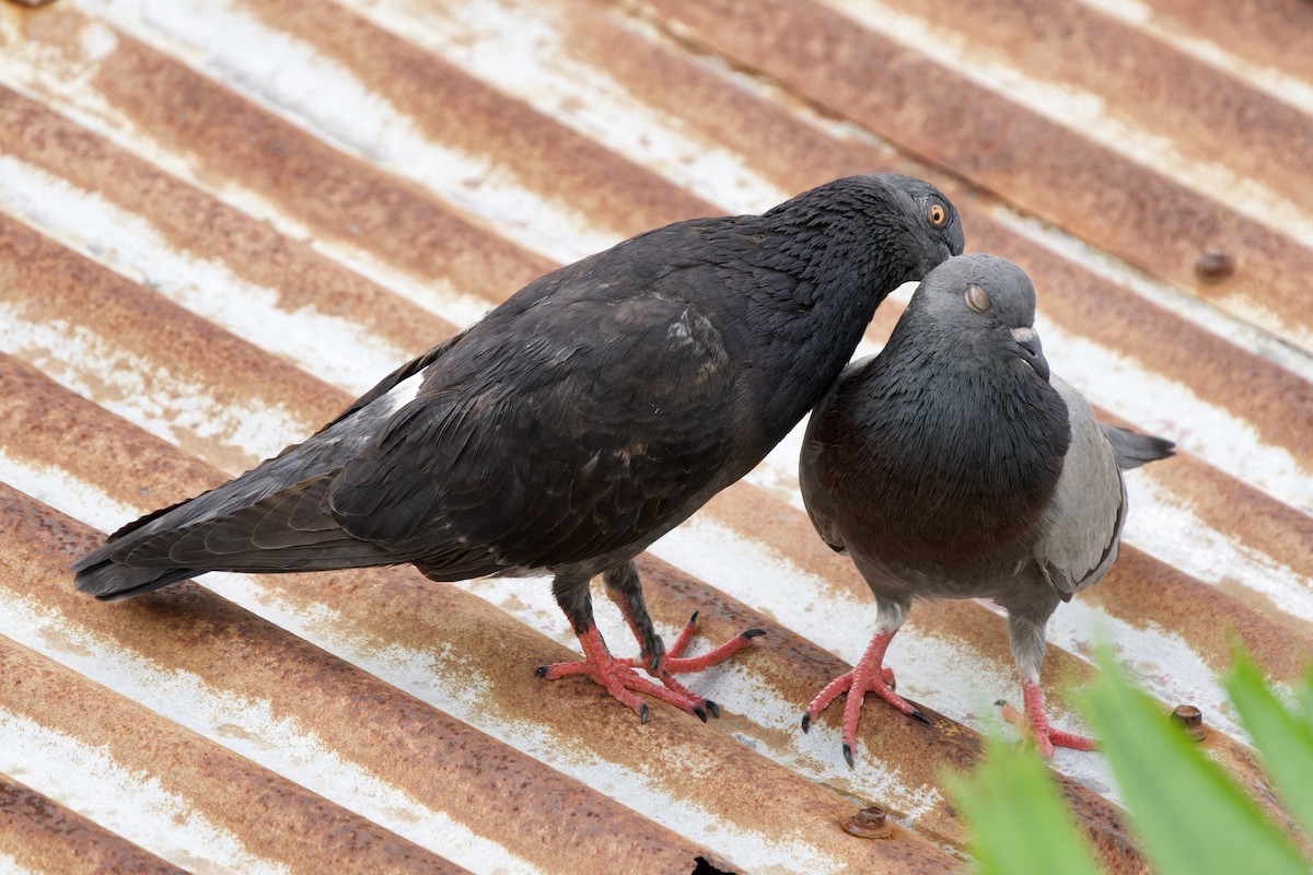 Rock Pigeon (Feral Pigeon) - ML611175466