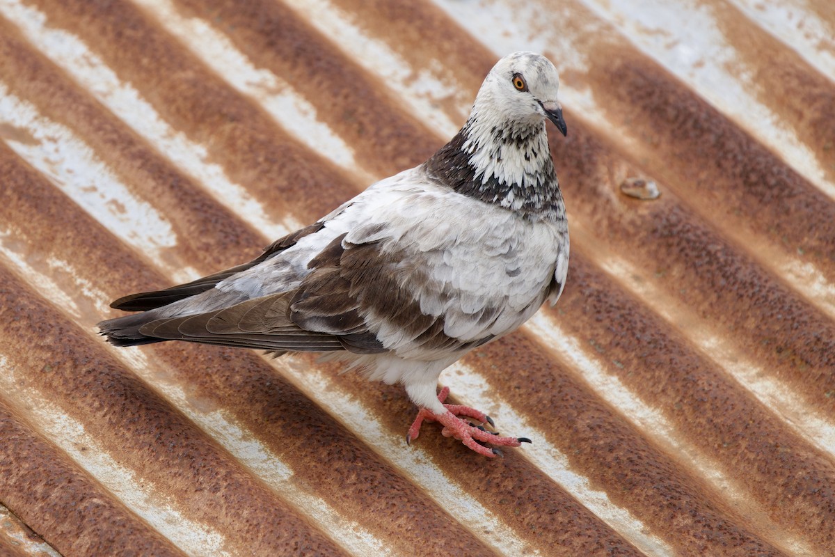 Rock Pigeon (Feral Pigeon) - ML611175467
