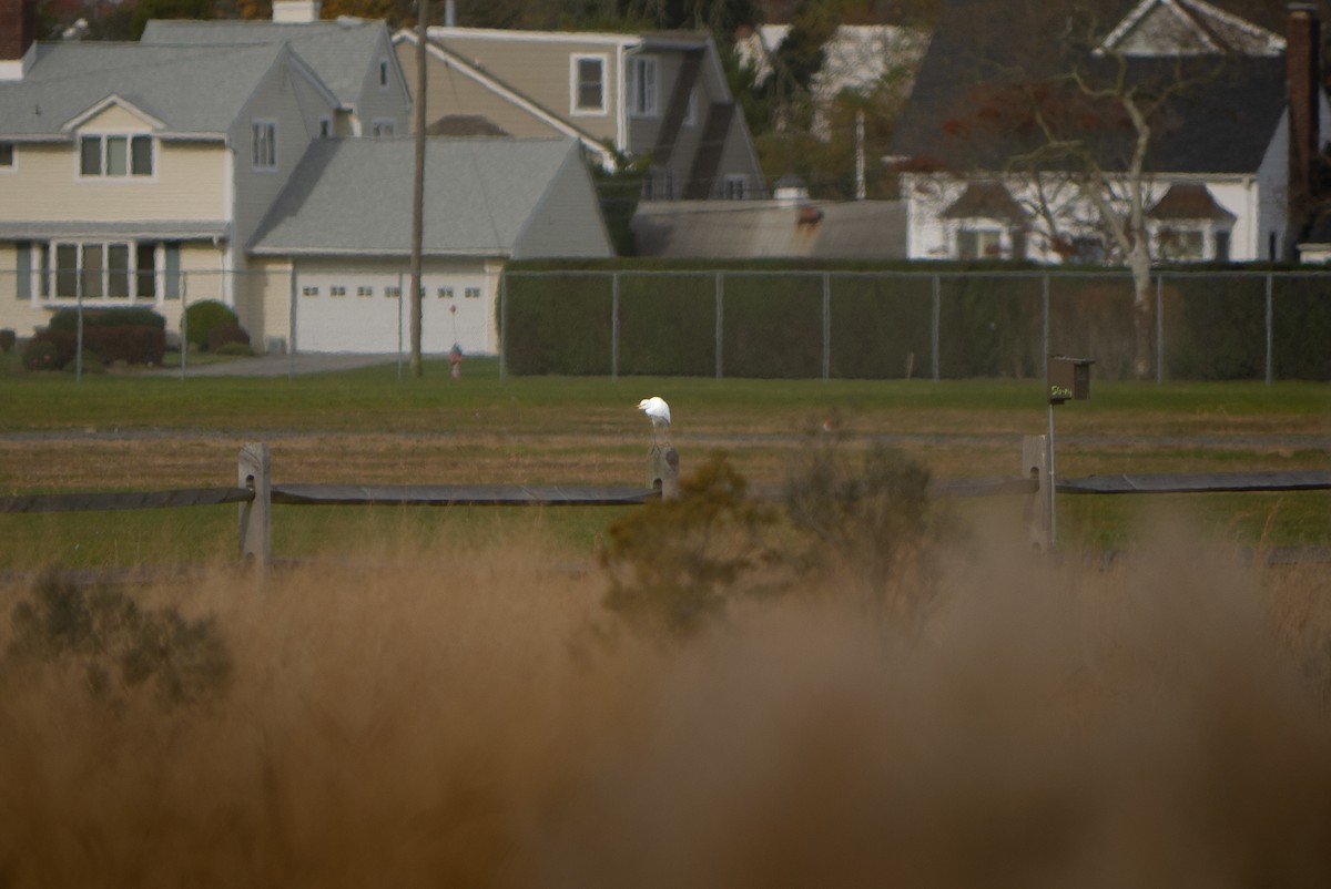 Western Cattle Egret - John Mahon