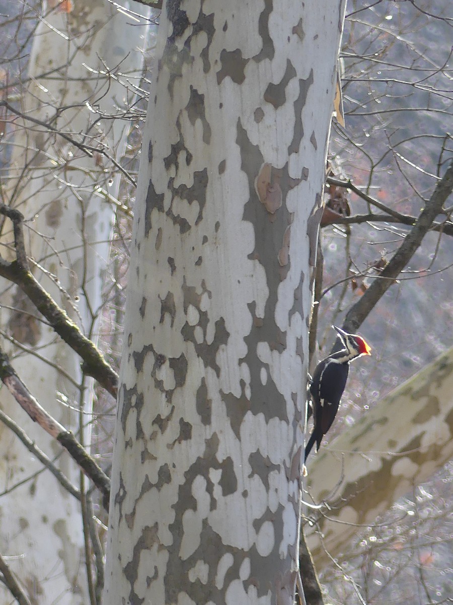 Pileated Woodpecker - ML611175518