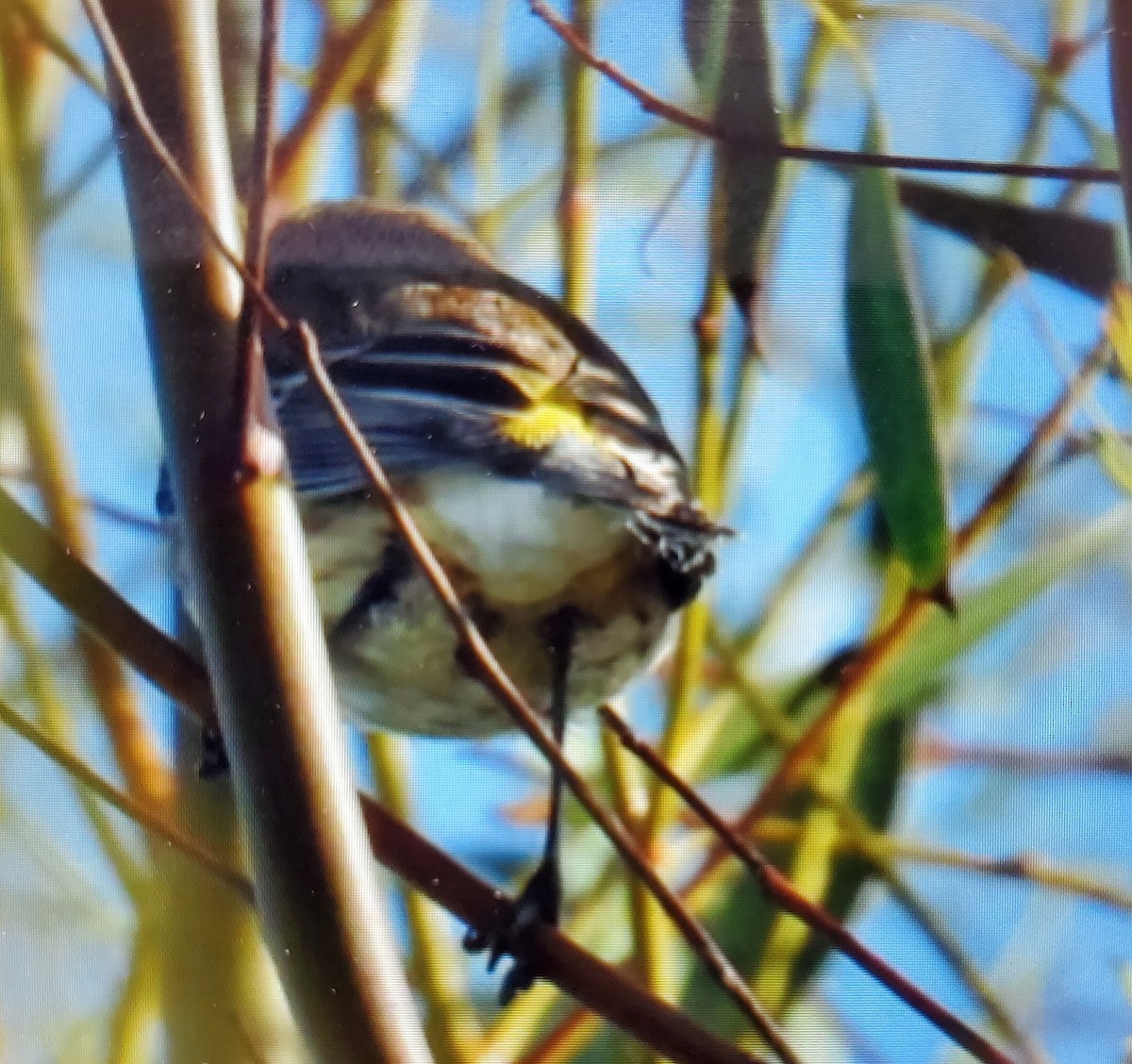 Yellow-rumped Warbler - ML611175555