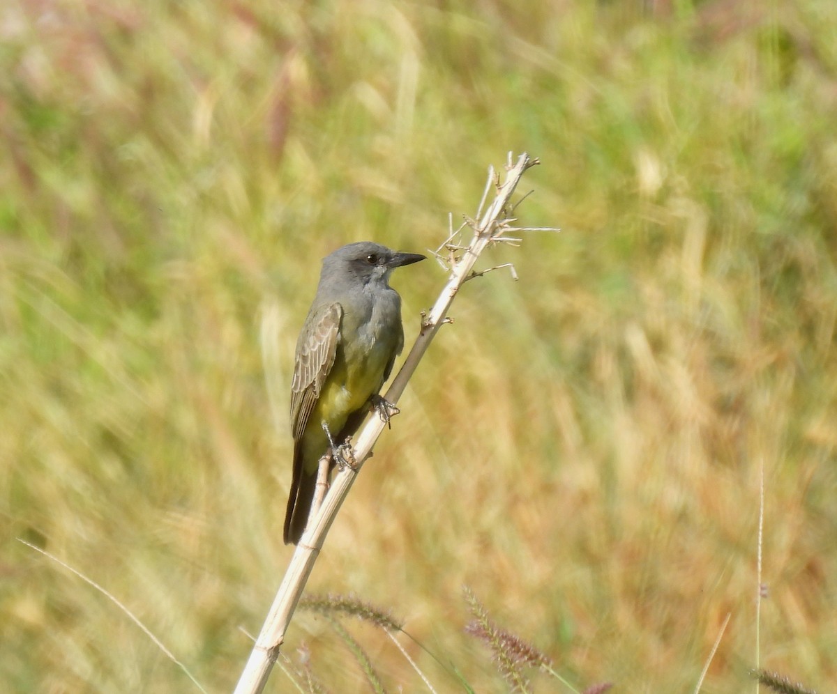 Cassin's Kingbird - ML611175562