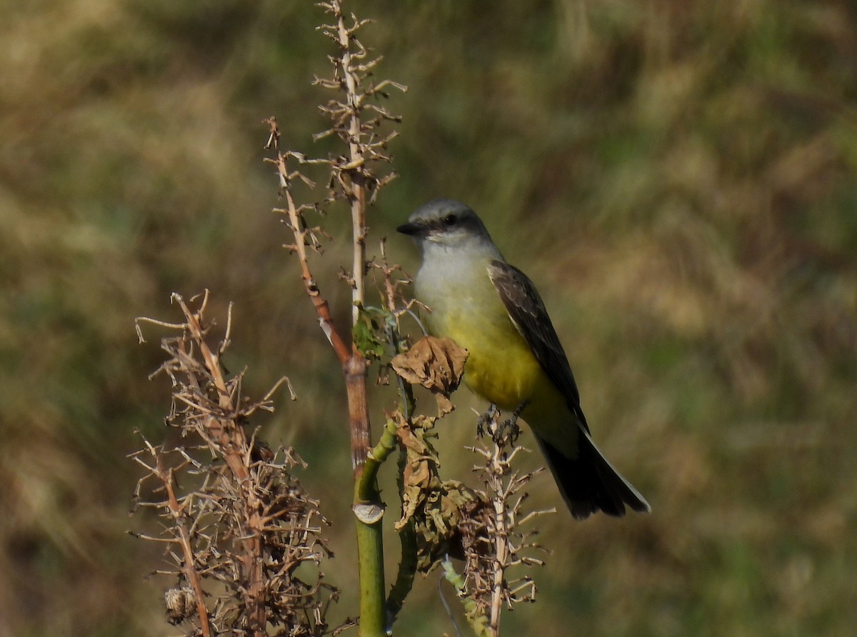 Western Kingbird - ML611175574