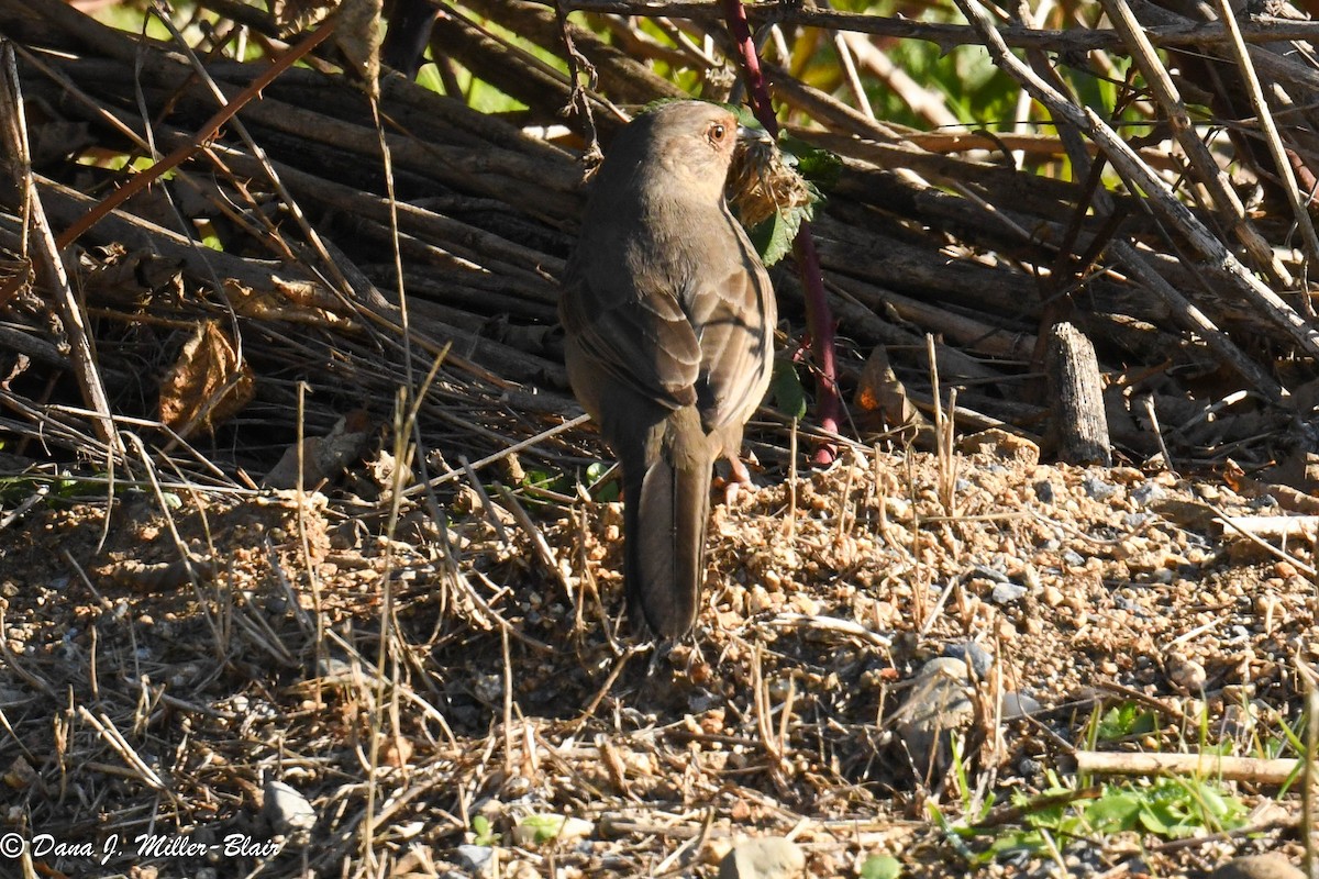 California Towhee - ML611175628