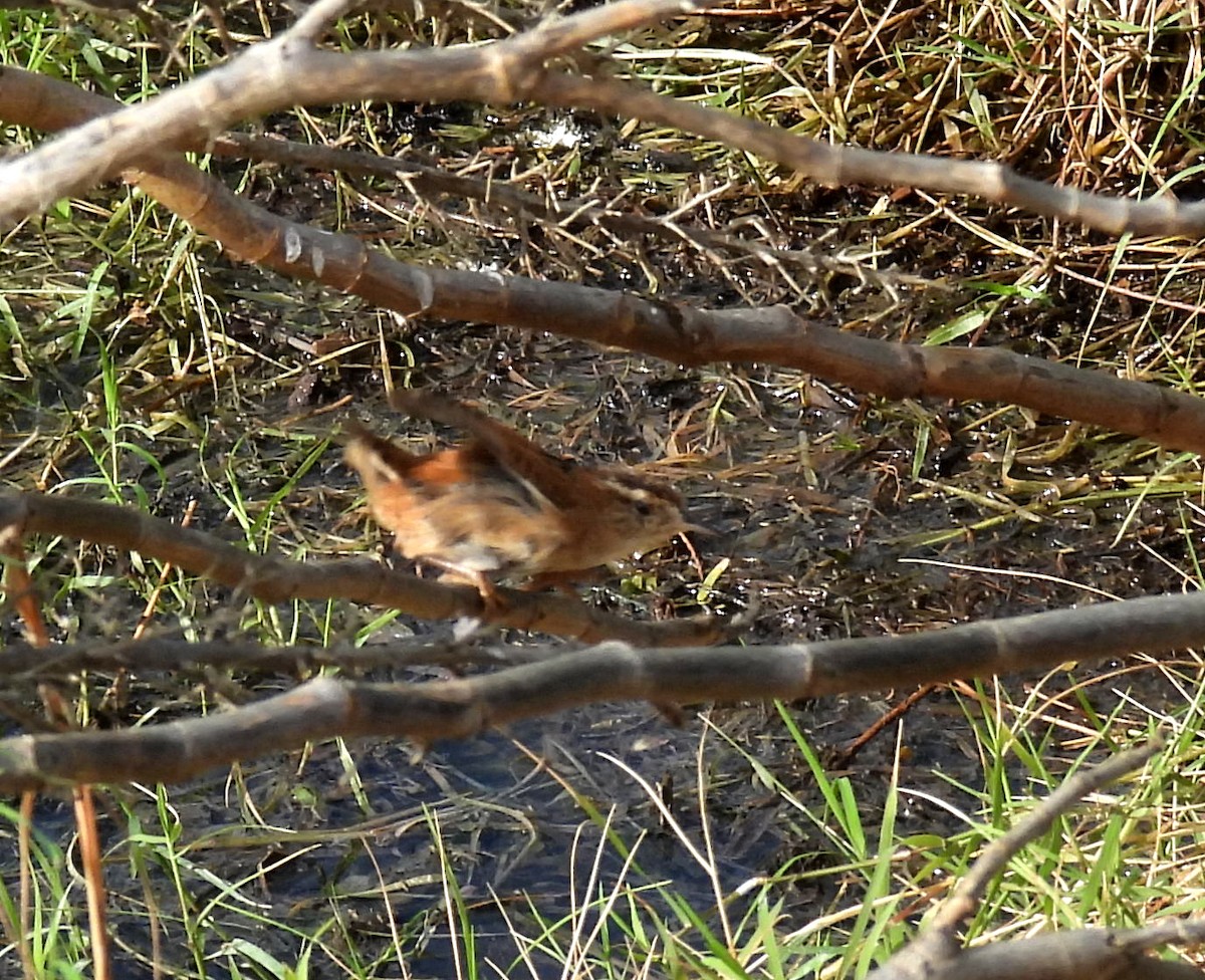 Marsh Wren - Mary Tannehill