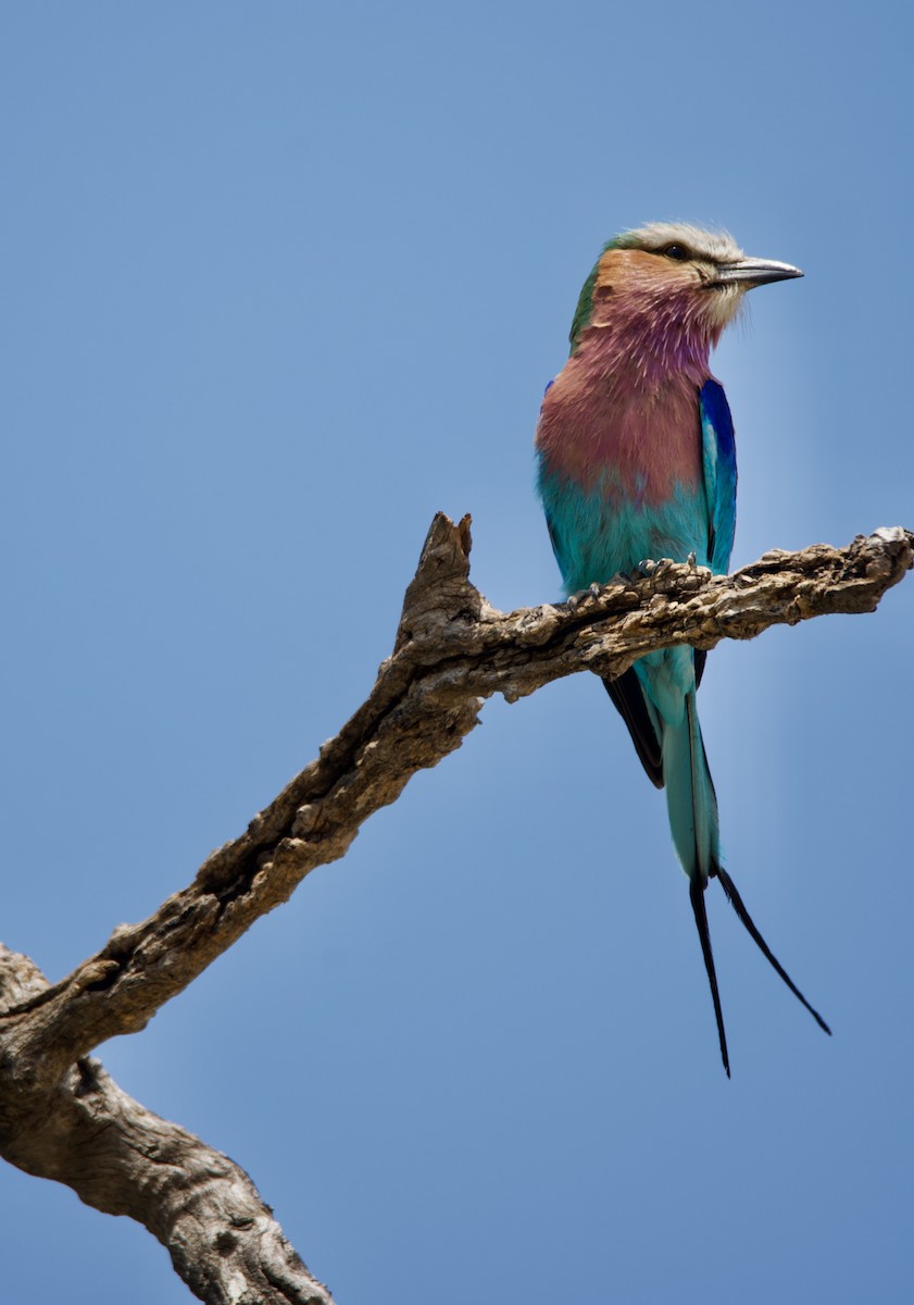 Lilac-breasted Roller - Diana Stephens