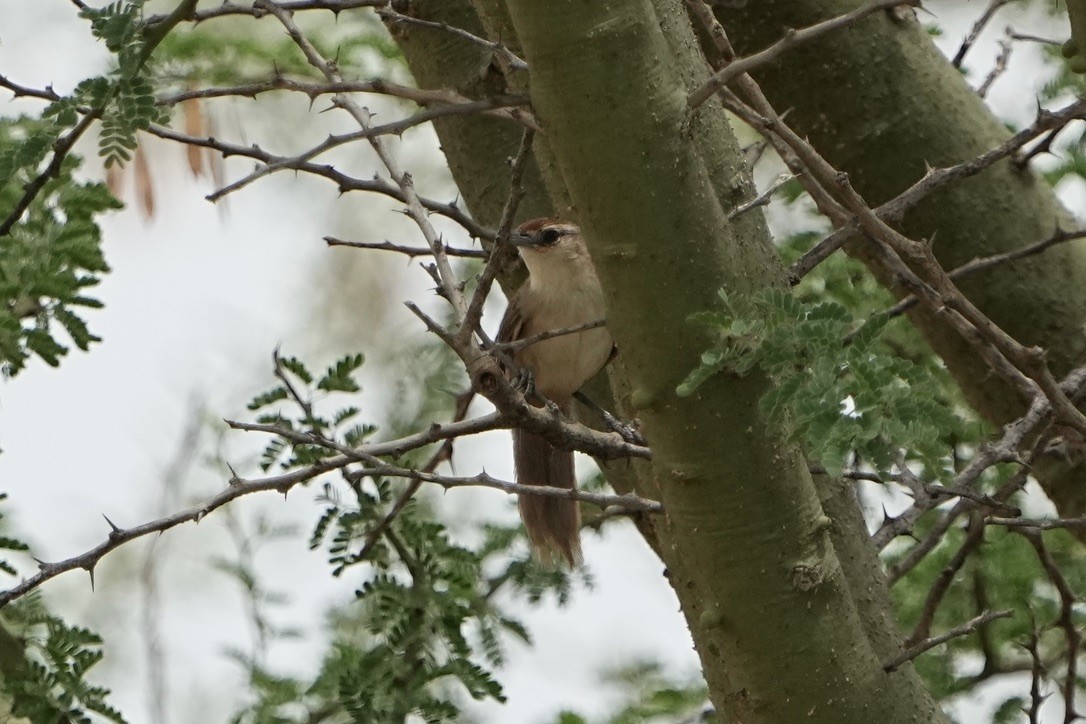 Rufous-fronted Thornbird - ML611175901