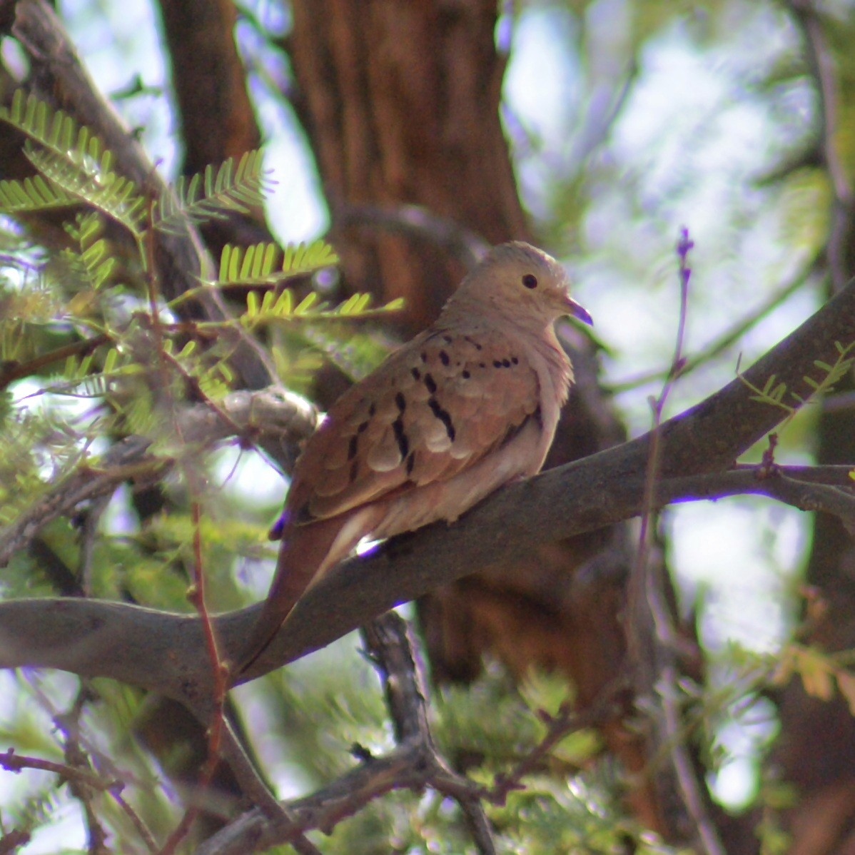 Ruddy Ground Dove - ML611175920