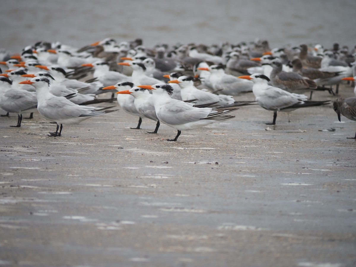 Royal Tern - Yasser Calderon ( The Moskitia Expeditions)