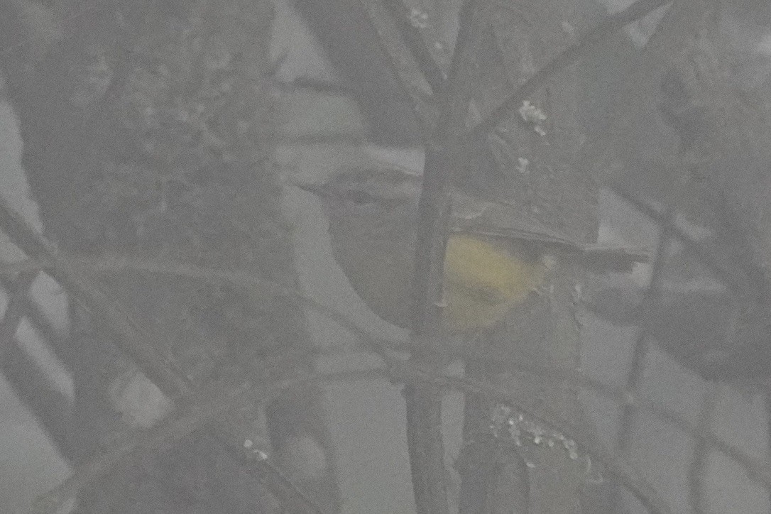 Three-banded Warbler - ML611175993