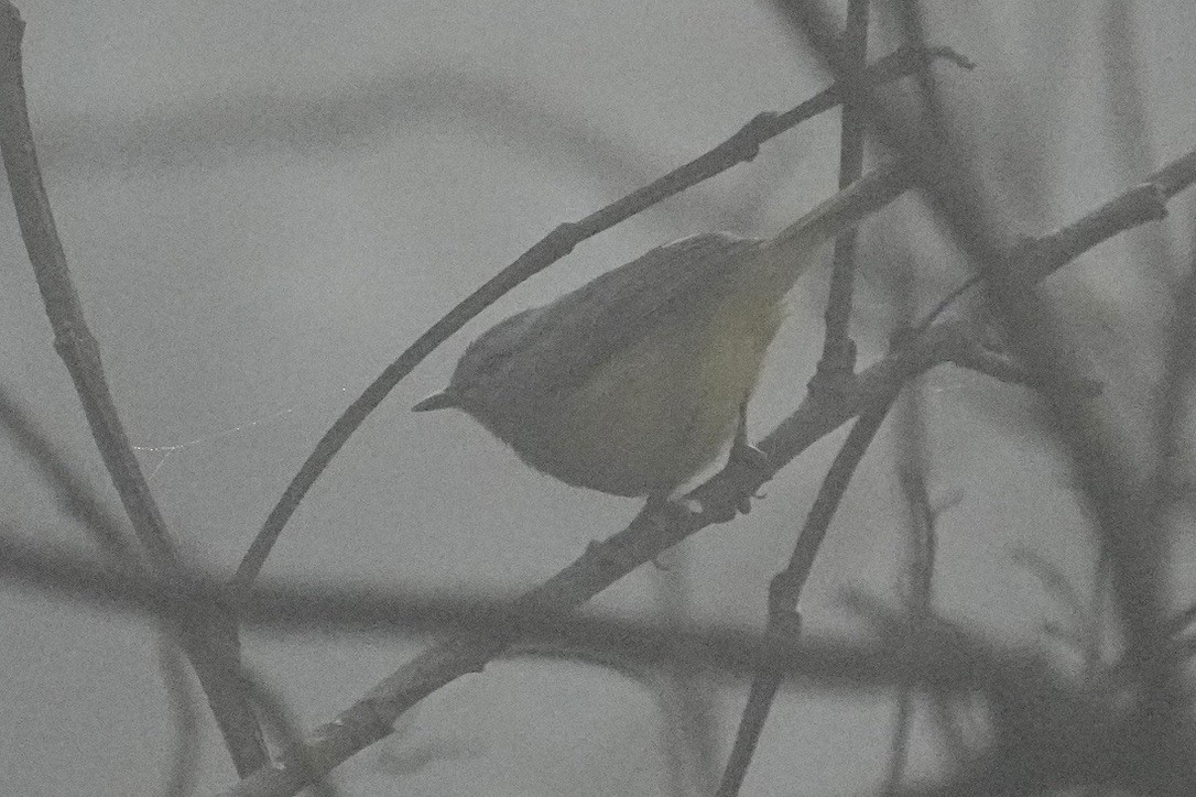 Three-banded Warbler - ML611176003