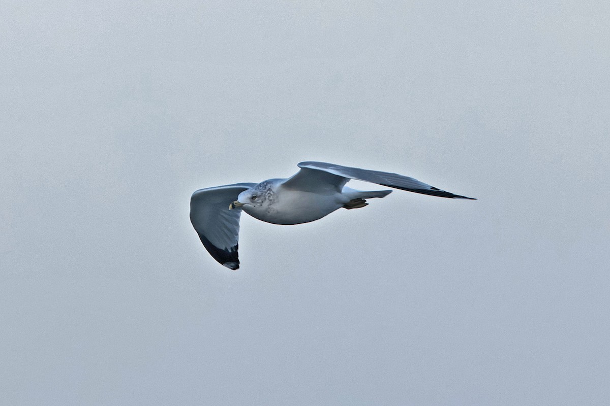 Ring-billed Gull - ML611176011