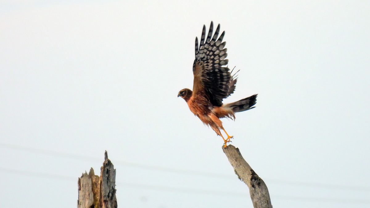 Northern Harrier - Leah Alcyon