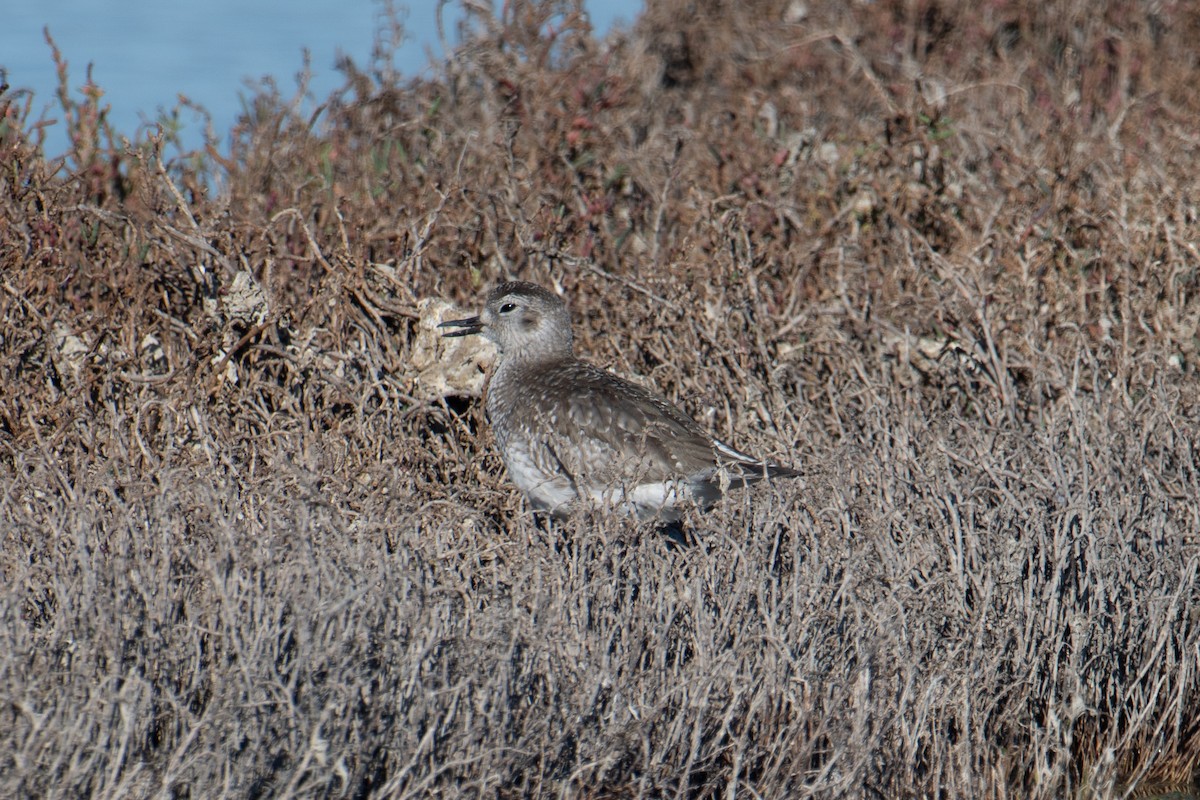 Black-bellied Plover - ML611176162