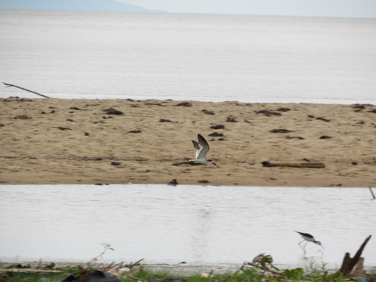 Black Skimmer - Ricardo Lau