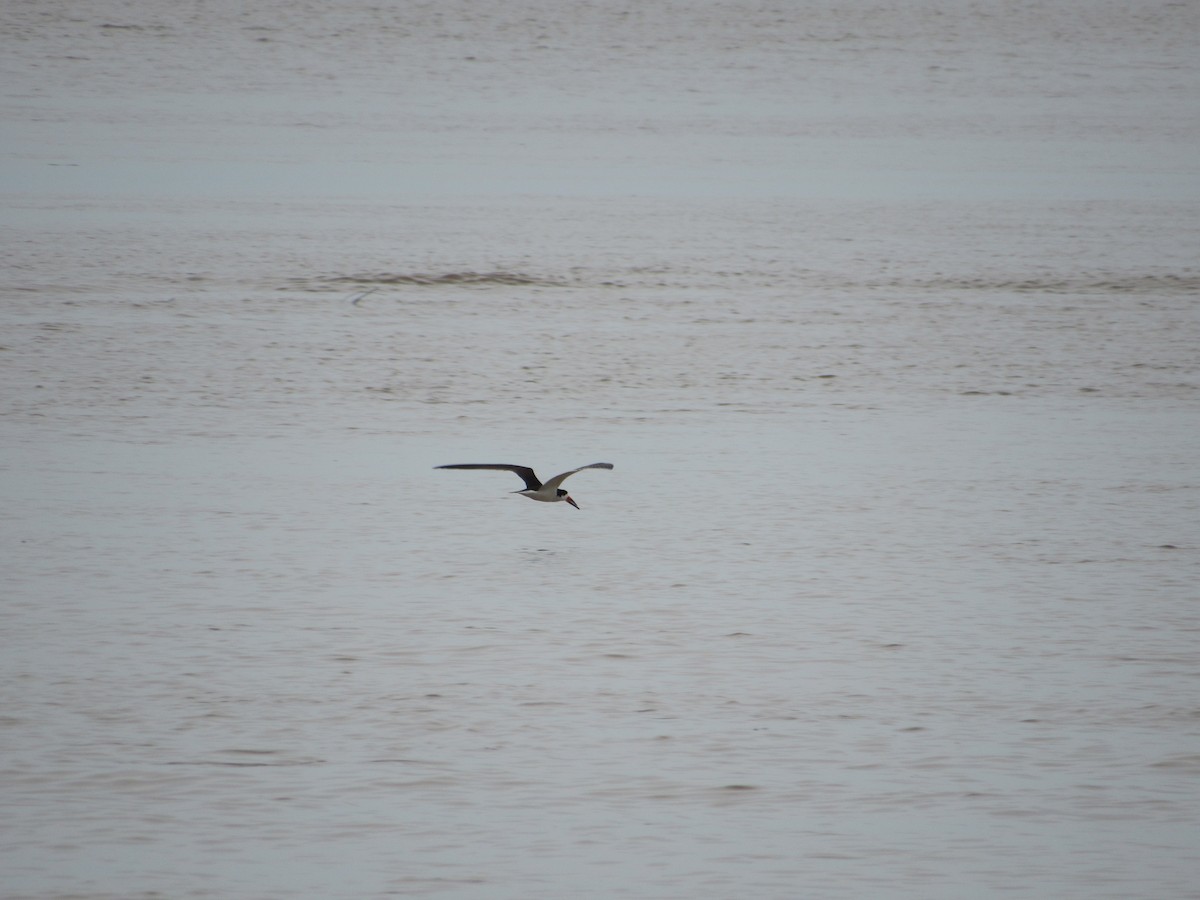 Black Skimmer - Ricardo Lau