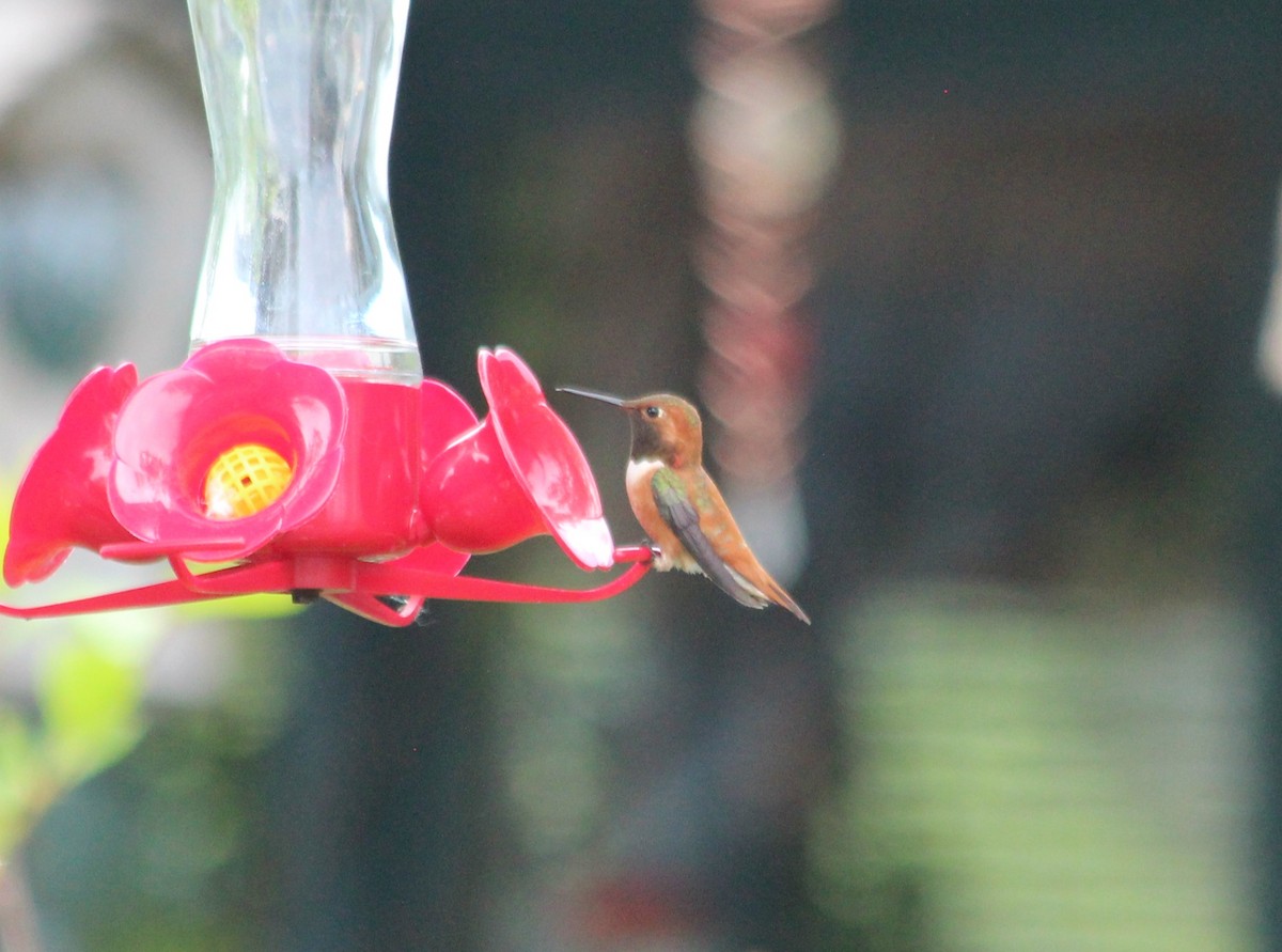 Rufous Hummingbird - John Facchini