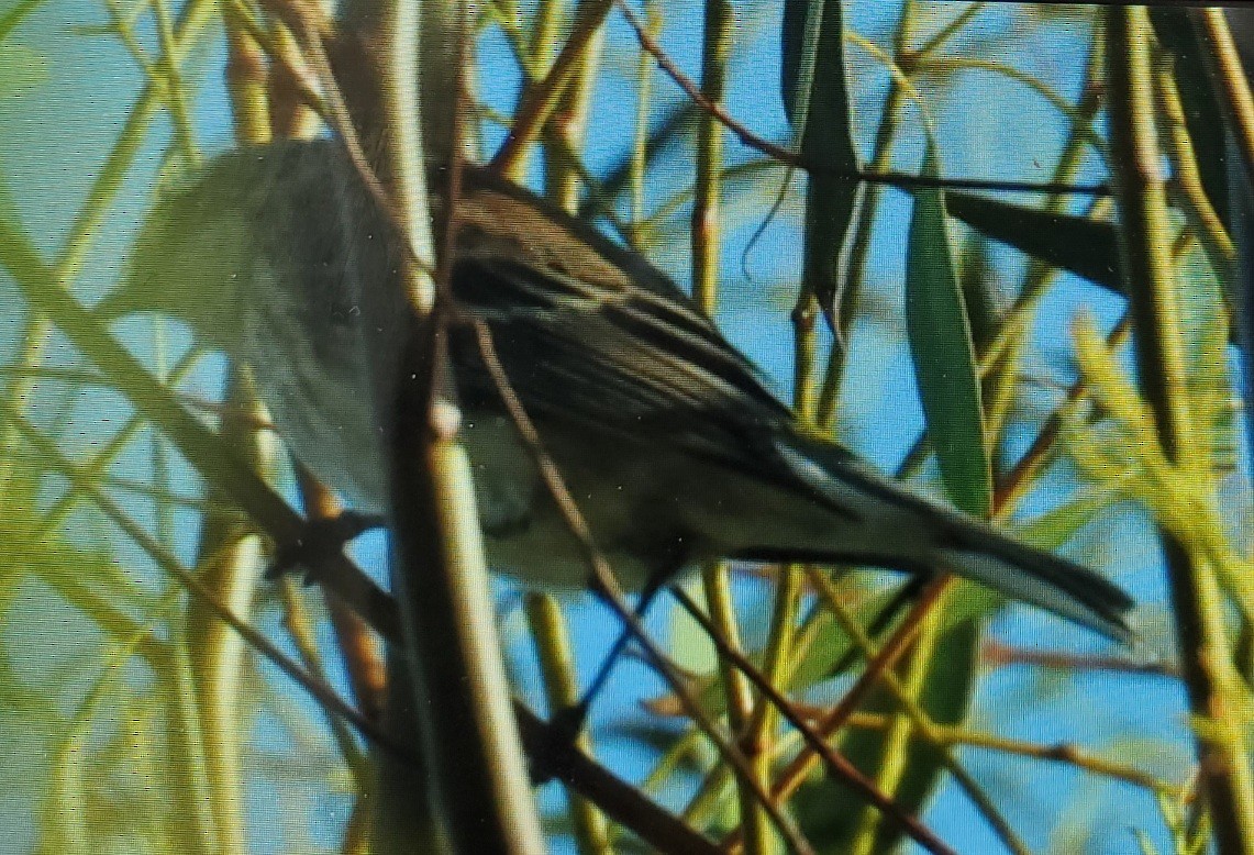 Yellow-rumped Warbler - ML611176280