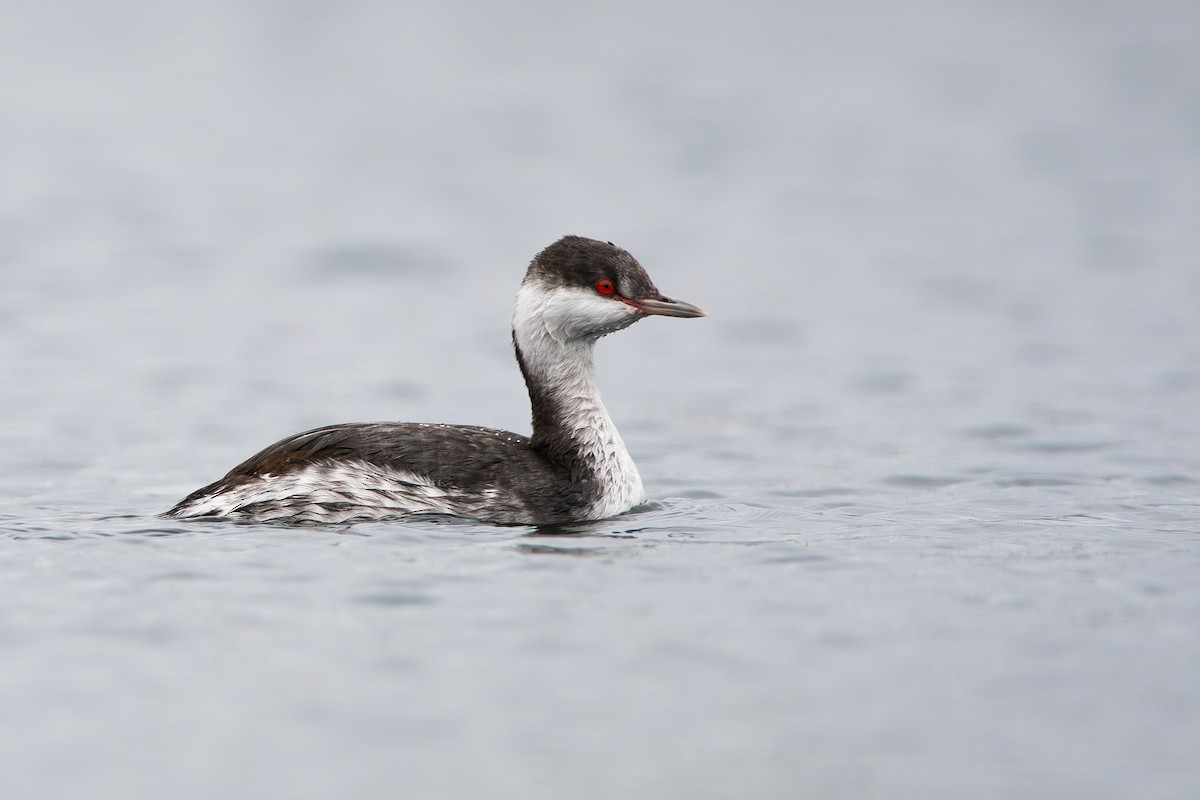 Horned Grebe - ML611176285