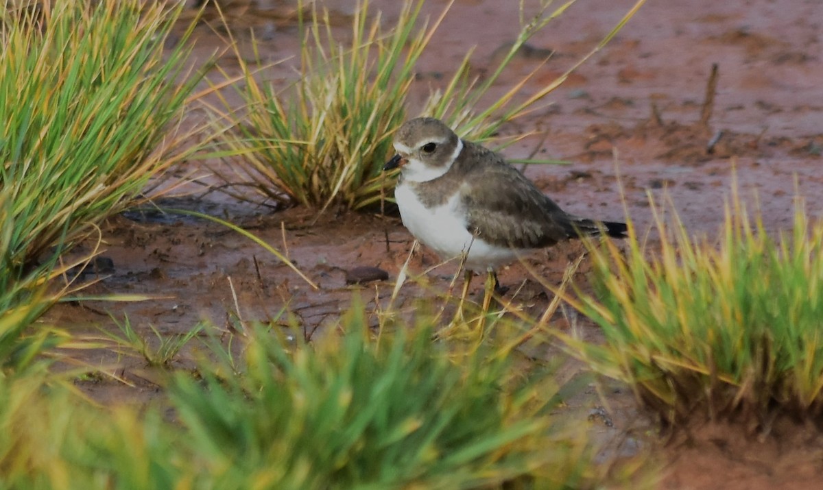 Semipalmated Plover - ML611176569