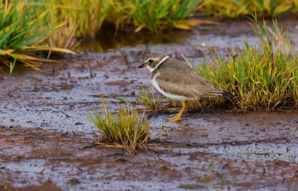 Semipalmated Plover - ML611176573