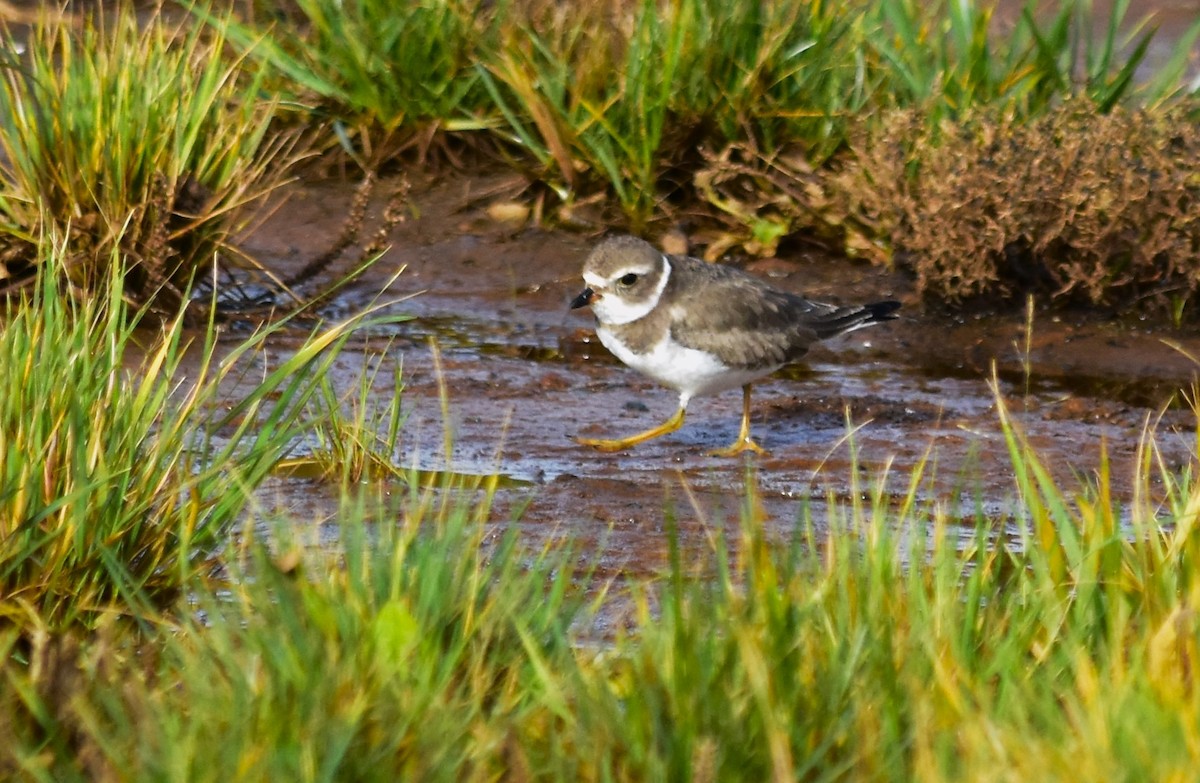 Semipalmated Plover - ML611176574