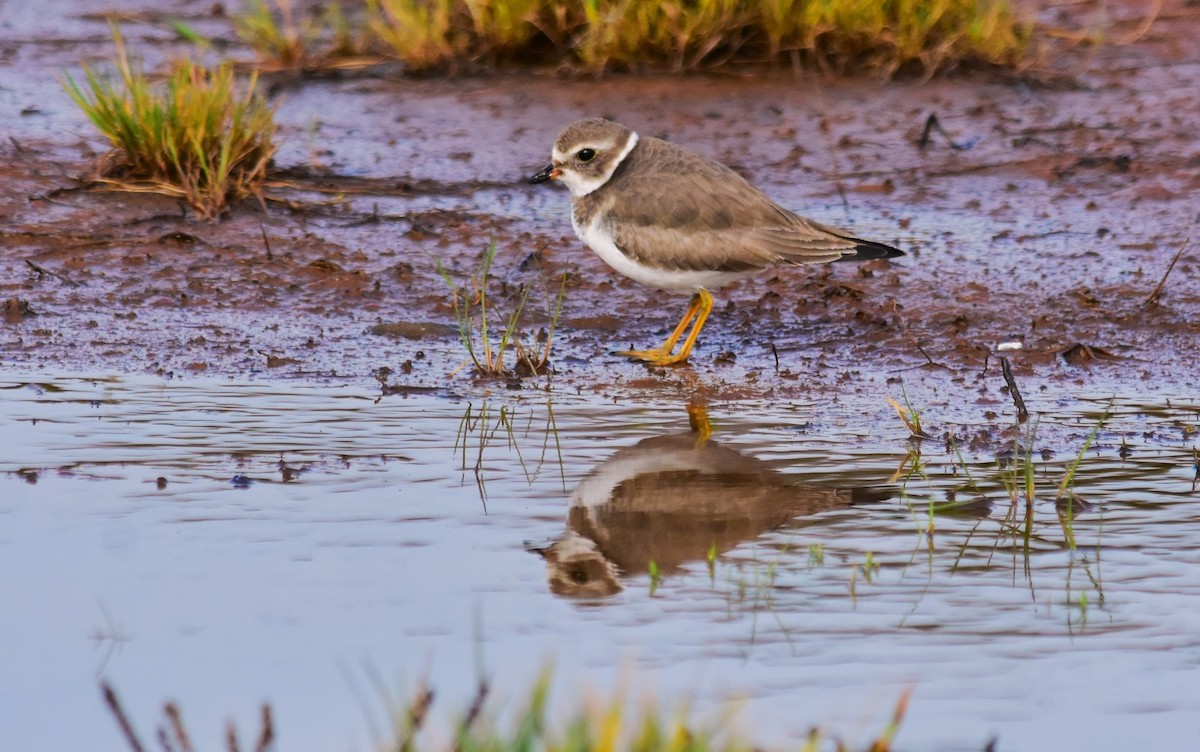 Semipalmated Plover - ML611176576