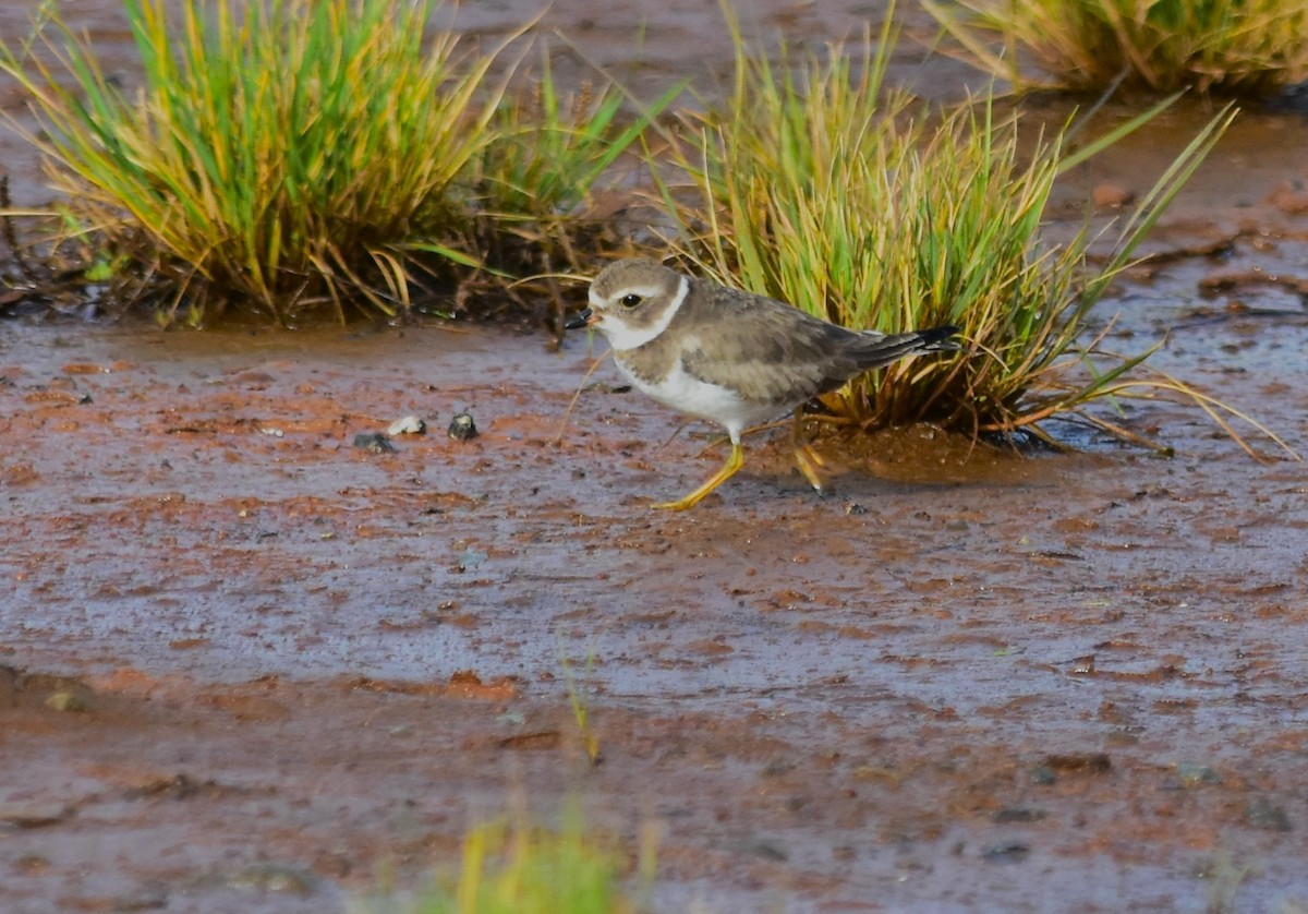Semipalmated Plover - ML611176577