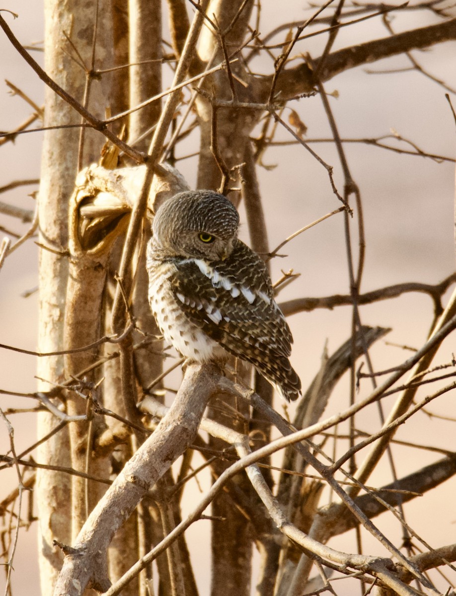 African Barred Owlet - Diana Stephens