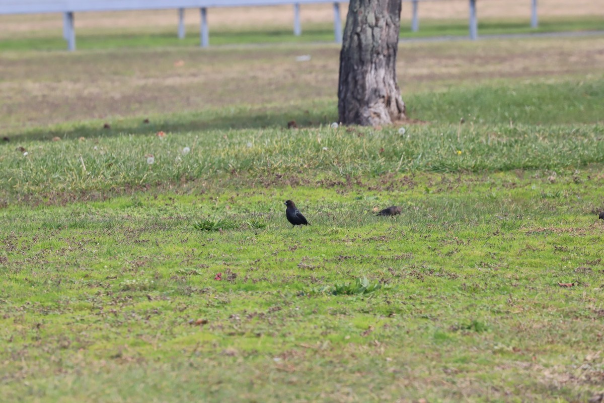 Brown-headed Cowbird - T Remy