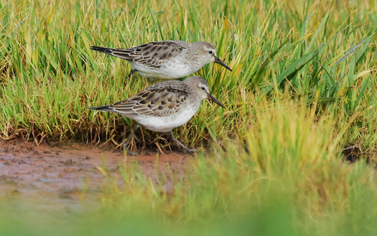 White-rumped Sandpiper - ML611176666