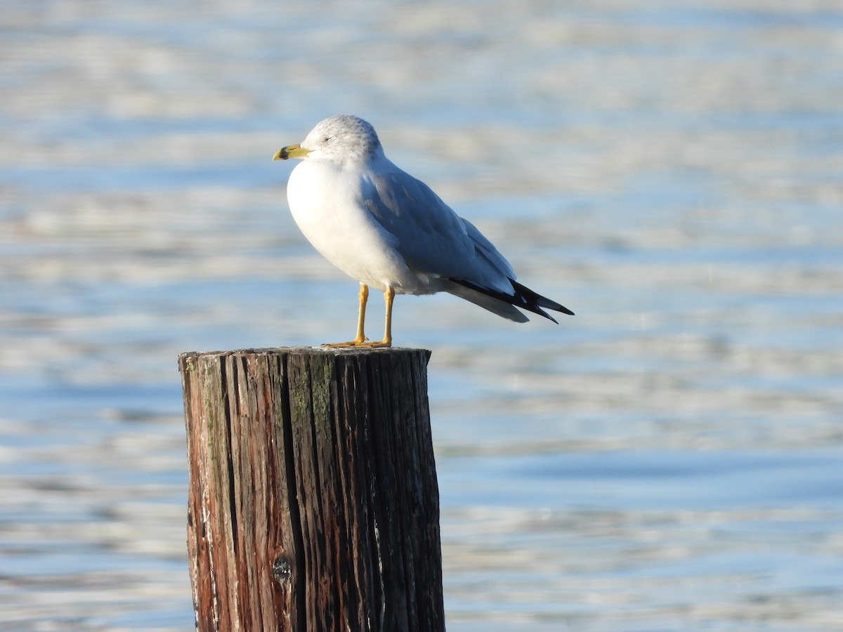 Ring-billed Gull - Kellie Sagen 🦉