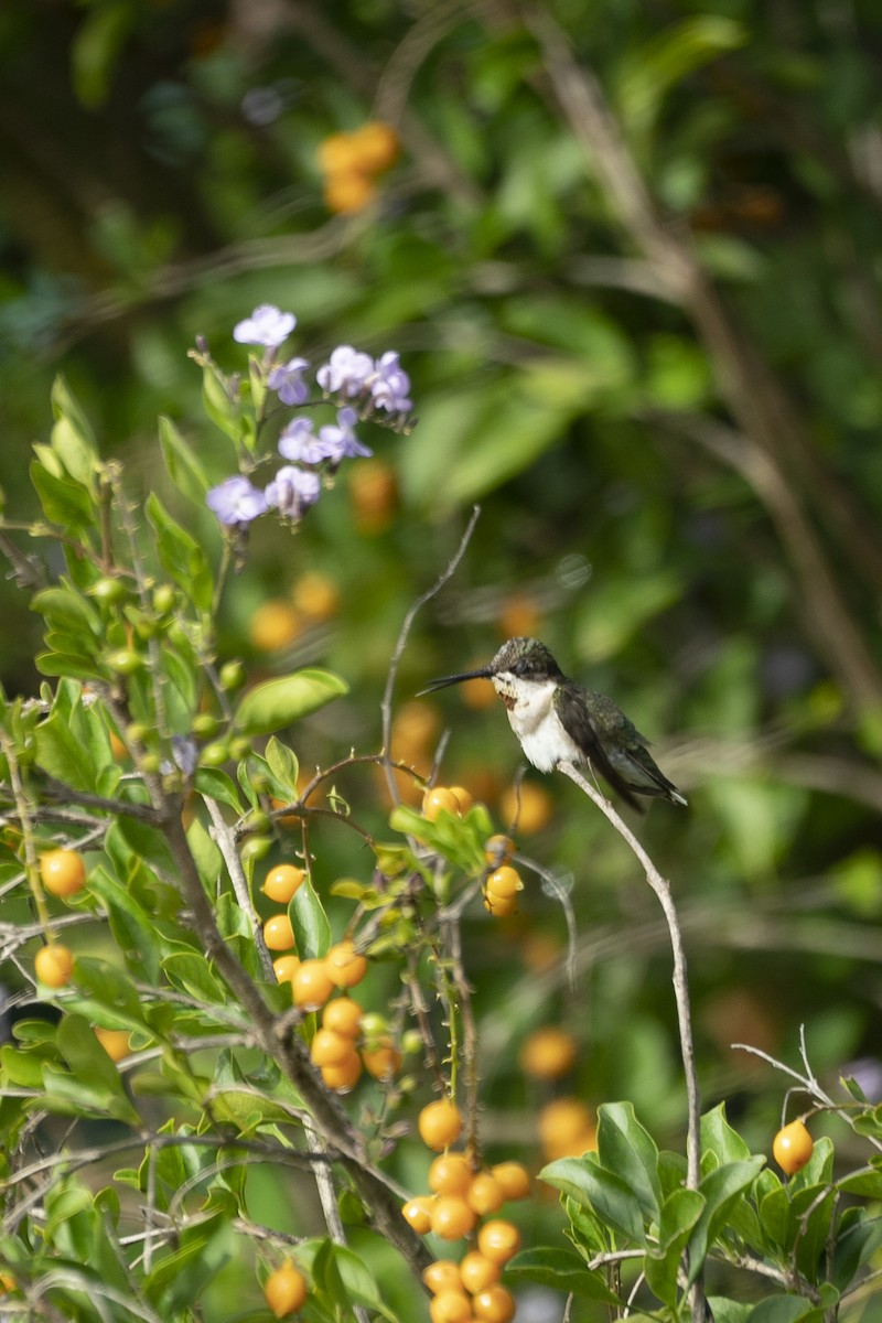 Colibri à gorge rubis - ML611176694