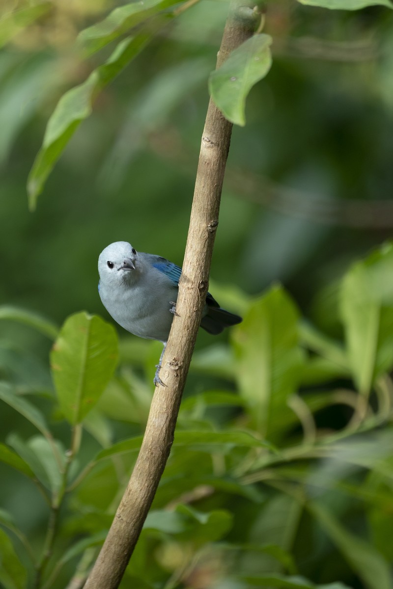 Blue-gray Tanager - ML611176767