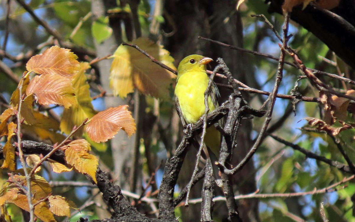 Scarlet Tanager - Junice Neubauer