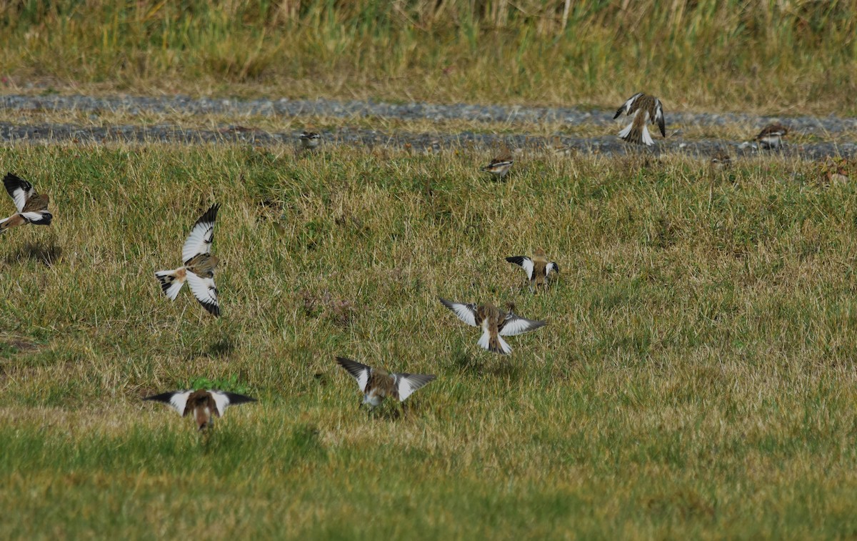 Snow Bunting - ML611176841